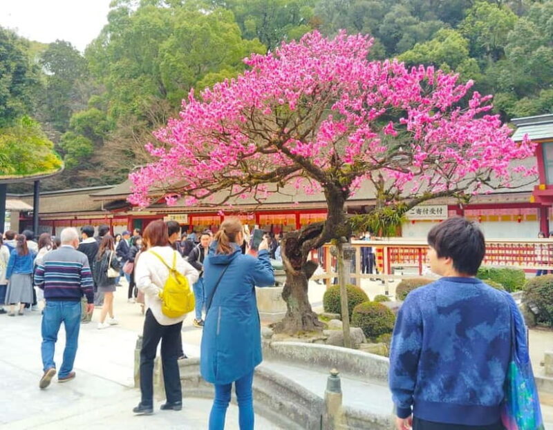 Fukuoka: Dazaifu Tenmangu 2-Hour Private Guide Tour - Who Should Consider This Tour?