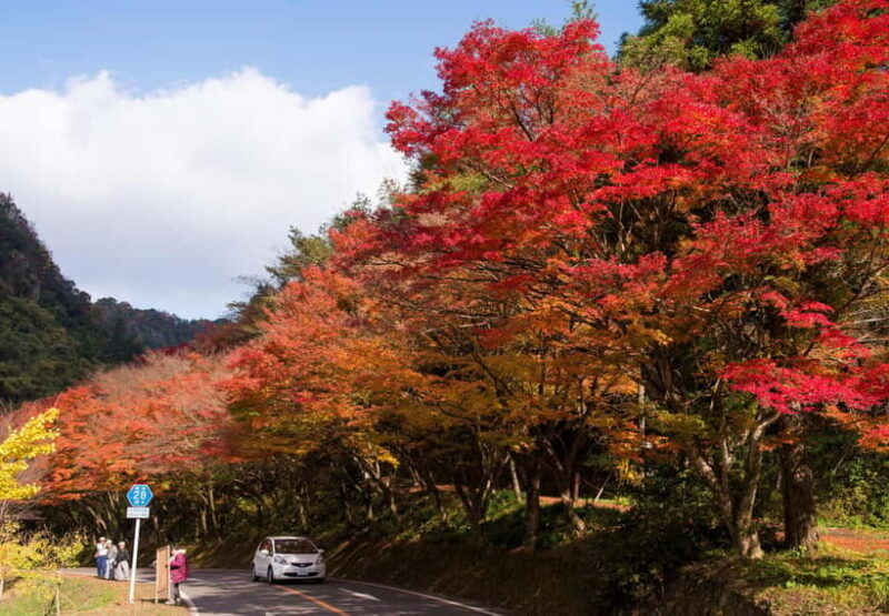 Fukuoka: Kyushu Autumn Yabakei, Kokonoe Yume Brdg. & Dazaifu - Final Thoughts