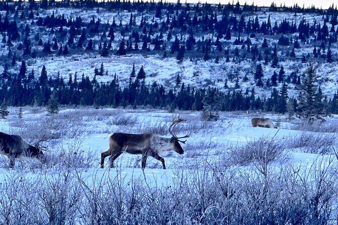 Full Alaskan Experience - Who Is This Tour Best For?
