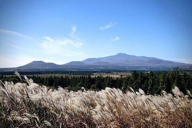 Full Day 12 hours whole Jeju Island private flexible tour - Why Travelers Praise This Tour