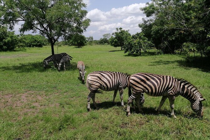 Full-Day Accra Safari and Boat Cruise Private Tour - Key Points