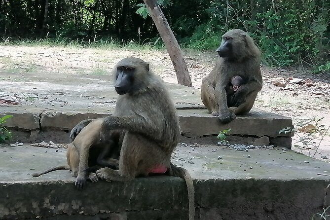 Full-Day Accra Safari and Boat Cruise Private Tour - The Experience Through the Lens of Reviews