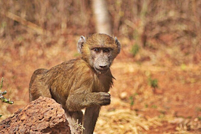 Full-Day Accra Safari and Boat Cruise Private Tour - FAQ