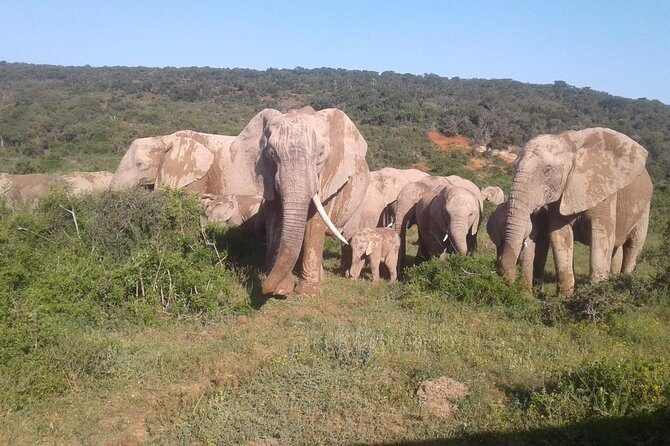Full Day Addo Elephant National Park Safari wit BBQ:Thentic Tours - Why This Tour Is a Solid Choice