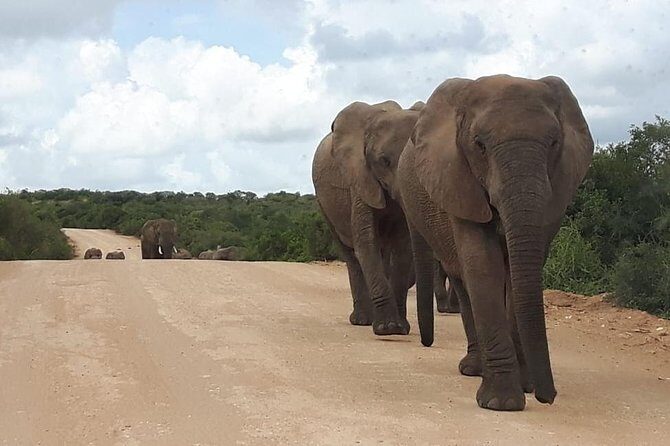Full Day Addo Elephant National Park Safari wit BBQ:Thentic Tours - Frequently Asked Questions
