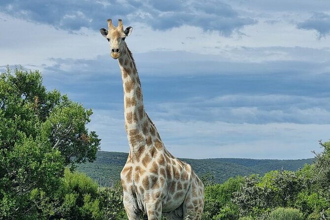 Full-Day Addo Elephant Park & Giraffe Walk - Authentic Encounters and Genuine Value