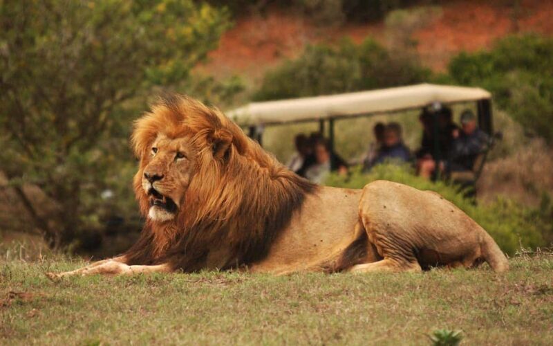 Full-Day Addo Park & Schotia Game Reserve (Open 4x4 vehicle) - An Introduction to the Tour