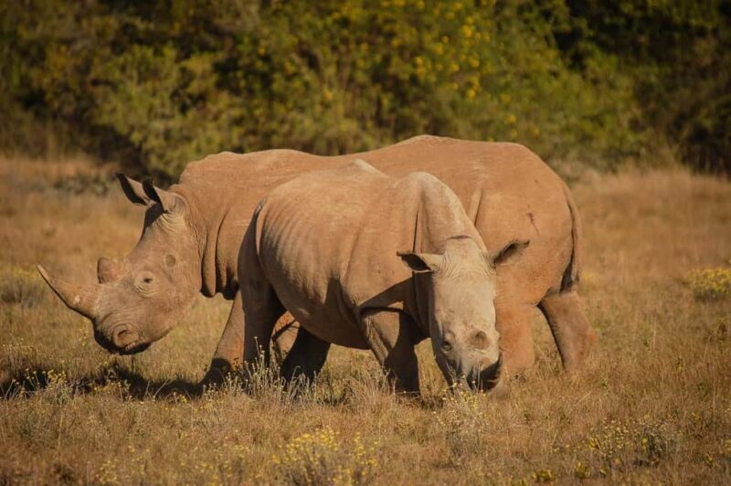 Full-Day Addo Park & Schotia Game Reserve (Open 4x4 vehicle) - What to Expect from the Itinerary