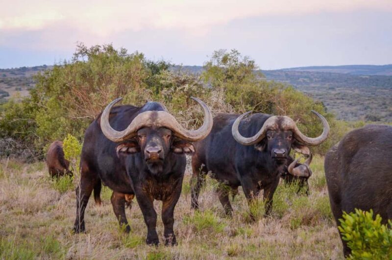 Full-Day Addo Park & Schotia Game Reserve (Open 4x4 vehicle) - Wildlife & Guides: The Heart of the Experience