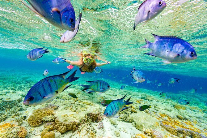Full-Day Adventure: 4x4 Experience, Snorkeling Cruise, Sharks & Rays - FAQ