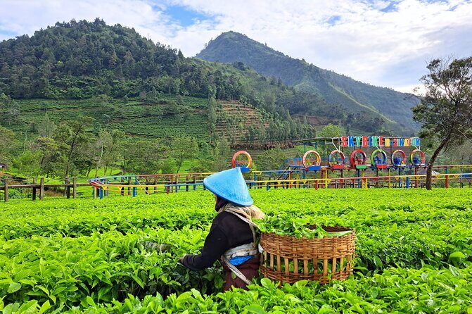Full-Day Adventure: Green Tea Garden & the Mystical Dieng Plateau - Who Will Love This Tour?
