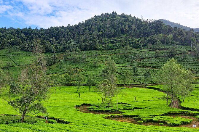 Full-Day Adventure: Green Tea Garden & the Mystical Dieng Plateau - The Sum Up: Is It Worth It?