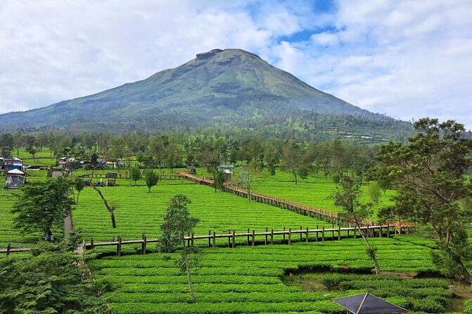Full-Day Adventure: Green Tea Garden & the Mystical Dieng Plateau - FAQ