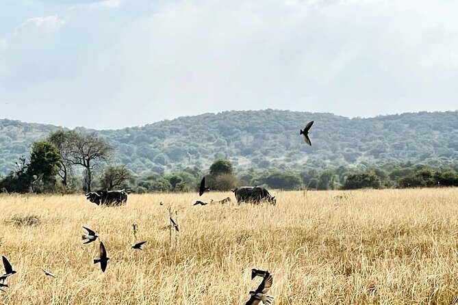 Full Day Akagera National Park Game Drive and Boat Safari - Key Points