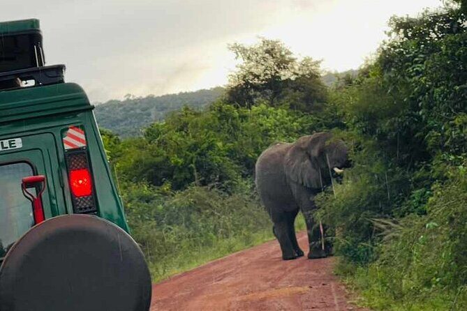 Full Day Akagera National Park Game Drive and Boat Safari - The Sum Up