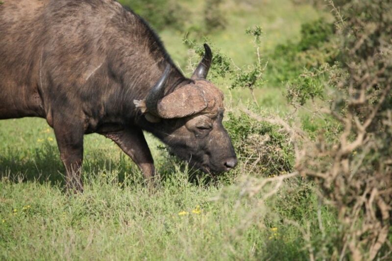 Full-Day All Inclusive Safari with Traditional Braai Lunch - Key Points