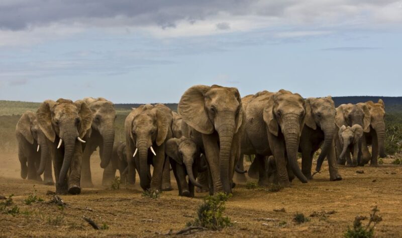 Full-Day All Inclusive Safari with Traditional Braai Lunch - The Itinerary: What to Expect on Your Day