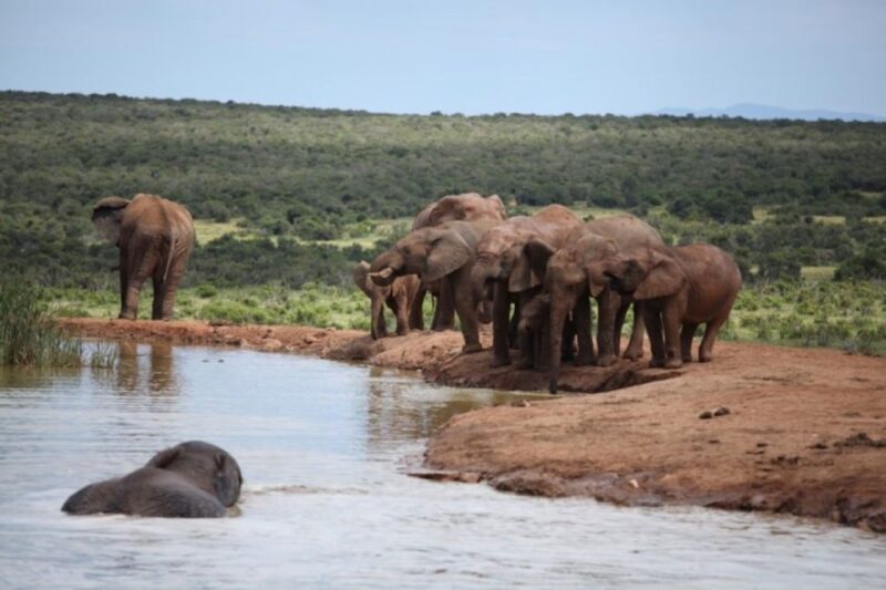 Full-Day All Inclusive Safari with Traditional Braai Lunch - The Overall Experience: What Makes It Stand Out
