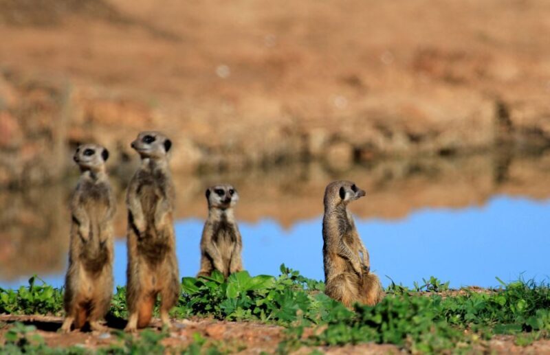Full-Day All Inclusive Safari with Traditional Braai Lunch - The Guides Role: Why It Matters