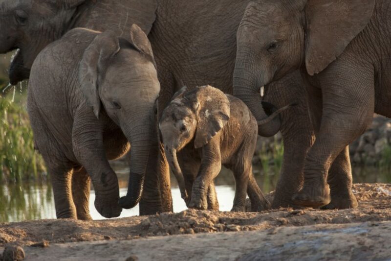 Full-Day All Inclusive Safari with Traditional Braai Lunch - Wildlife Sightings and Photography Opportunities