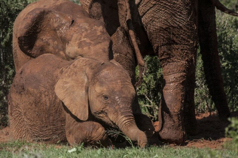 Full-Day All Inclusive Safari with Traditional Braai Lunch - Accessibility and Group Size