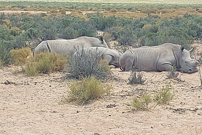 Full day Aquila Game Reserve Big 5 Safari with Wine Tasting Tour - Key Points