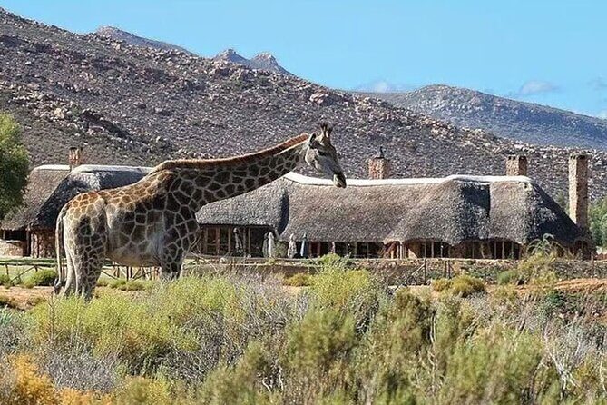 Full day Aquila Game Reserve Big 5 Safari with Wine Tasting Tour - A Closer Look at What Makes This Tour Stand Out