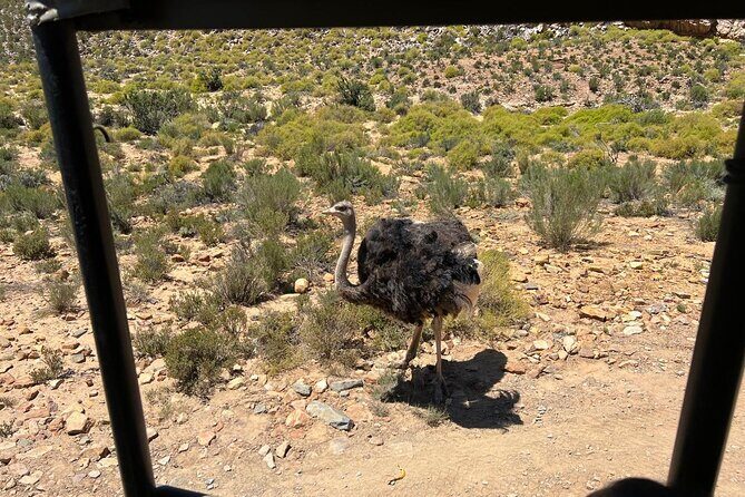 Full day Aquila Game Reserve Big 5 Safari with Wine Tasting Tour - Final Thoughts