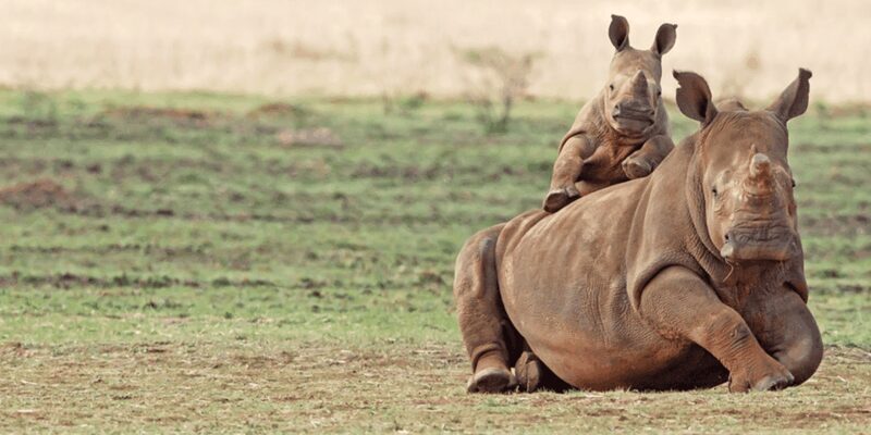 Full Day Aquila Safari (German) - Key Points