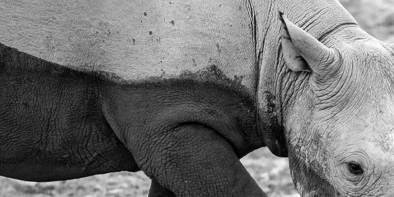 Full Day Aquila Safari (German) - Introduction: Your Guide to the Aquila Safari Experience