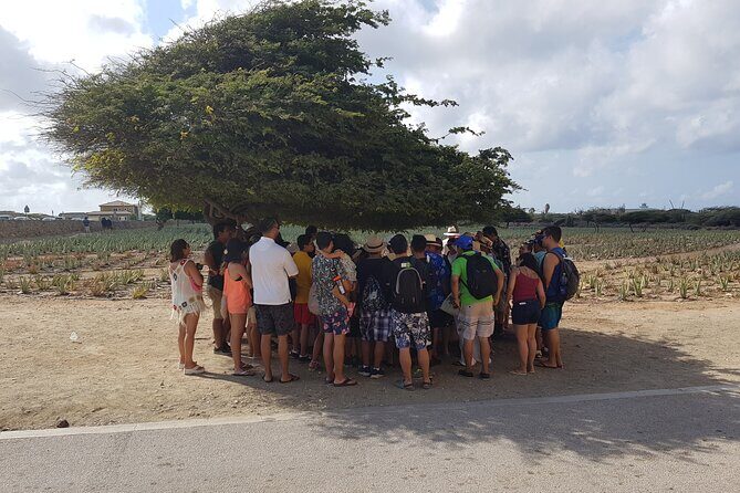 Full-Day Aruba Sightseeing island Tour with Baby Beach Swim - Bushiribana Ruins and Cave Pool