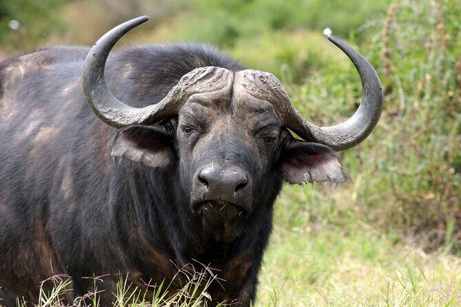 Full-Day Baviaanskloof Reserve - An Authentic Safari Near Port Elizabeth