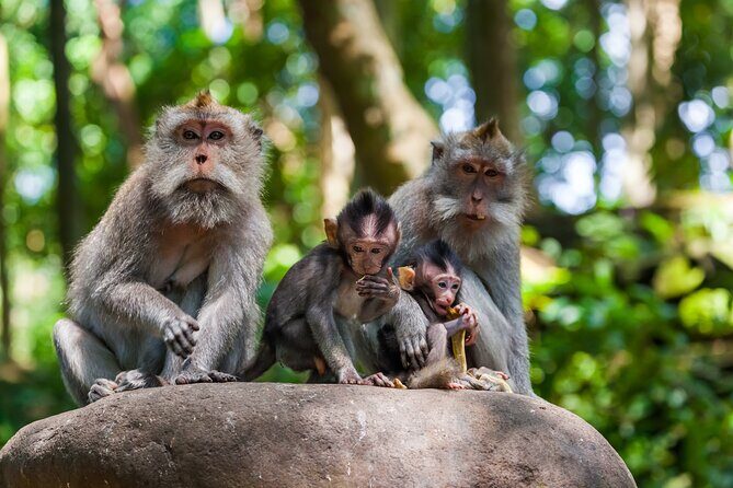 Full Day Best of Ubud Private Tour - Key Points