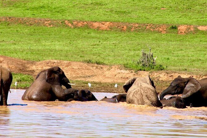 Full day big 5 addo Safari - Introduction