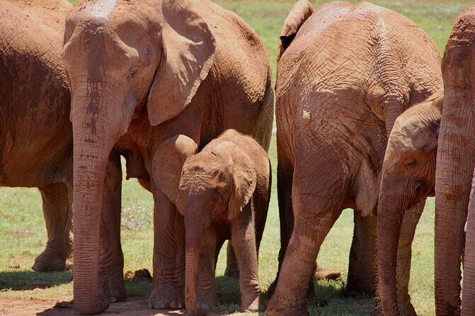 Full day big 5 addo Safari - FAQ