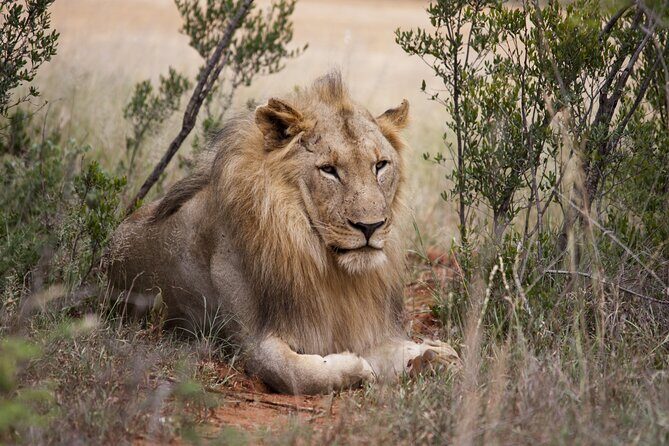 Full Day Big 5 Aquila Safari Private Transfers Including Park Fee From Cape Town - An In-Depth Look at the Experience
