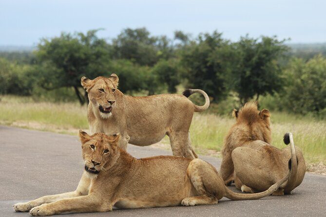 Full Day Big 5 Game Safari in Kruger National Park from Hazyview - What Makes This Safari Stand Out?