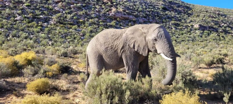 Full day big five safari tour from Cape Town with transfers - What to Expect from This Full-Day Safari