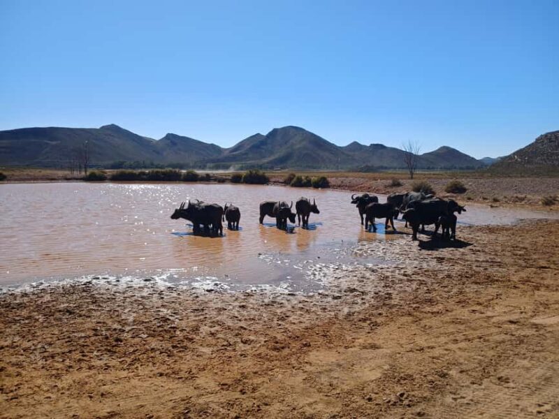 Full day big five safari tour from Cape Town with transfers - What’s Included and What’s Not
