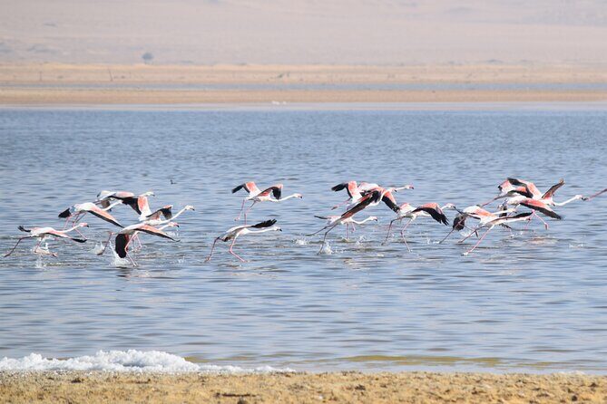 Full-Day Bird Watching Private Experience at Fayoum - Key Points