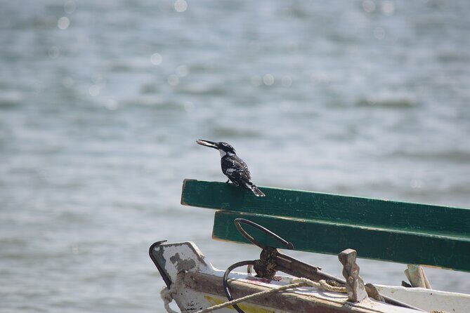 Full-Day Bird Watching Private Experience at Fayoum - An In-Depth Look at the Fayoum Bird-Watching Tour