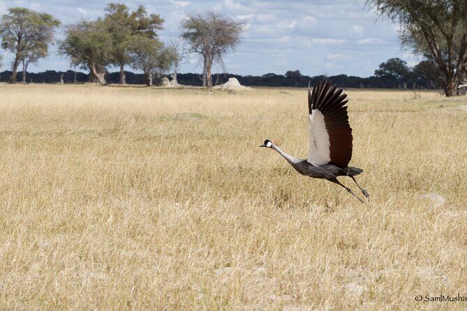 Full Day Birding Zambezi National Park Includes Picnic Lunch - Introduction to the Experience