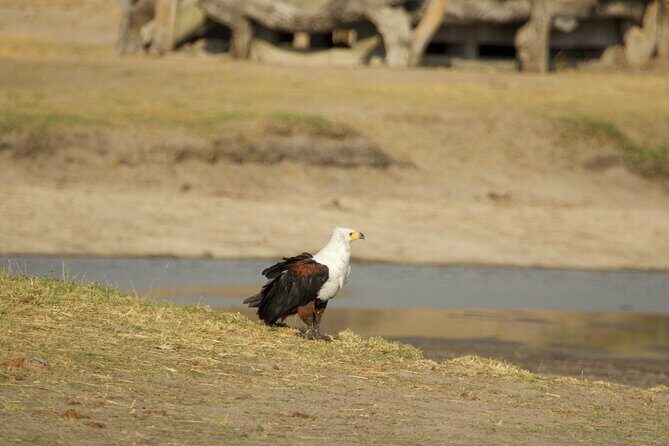 Full Day Birding Zambezi National Park Includes Picnic Lunch - What Travelers Say