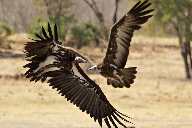 Full Day Birding Zambezi National Park Includes Picnic Lunch - Practical Details & What to Expect