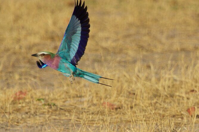 Full Day Birding Zambezi National Park Includes Picnic Lunch - The Sum Up