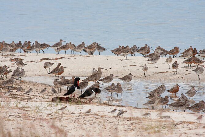 Full Day Birdlife Tour in Bribie Island - An Honest Look at the Full Day Birdlife Tour in Bribie Island