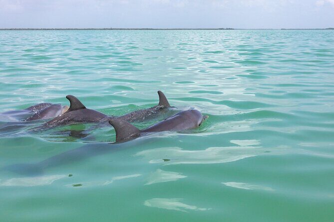 Full Day Boat Tour with Open Bar and Lunch in Riviera Maya - FAQ: Your Practical Questions Answered