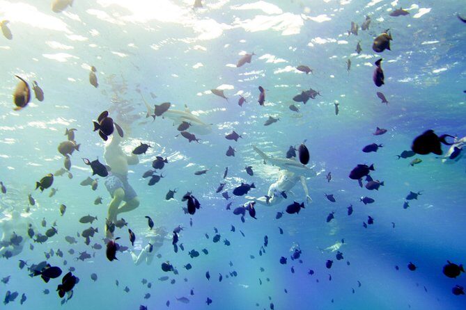 Full-Day Bora Bora Lagoon Cruise Including Snorkeling with Sharks and Stingrays - Final Thoughts
