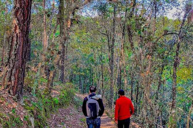 Full Day Bromeliad Forest Tour from Oaxaca - Final Thoughts
