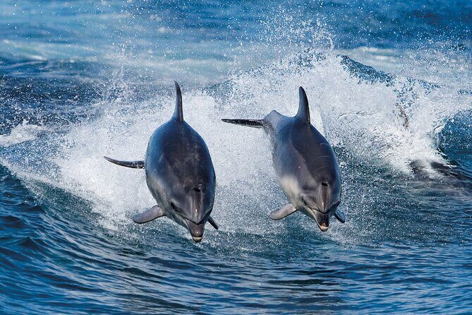 Full-Day Bruny Island Cruises Day Tour from Hobart - Key Points